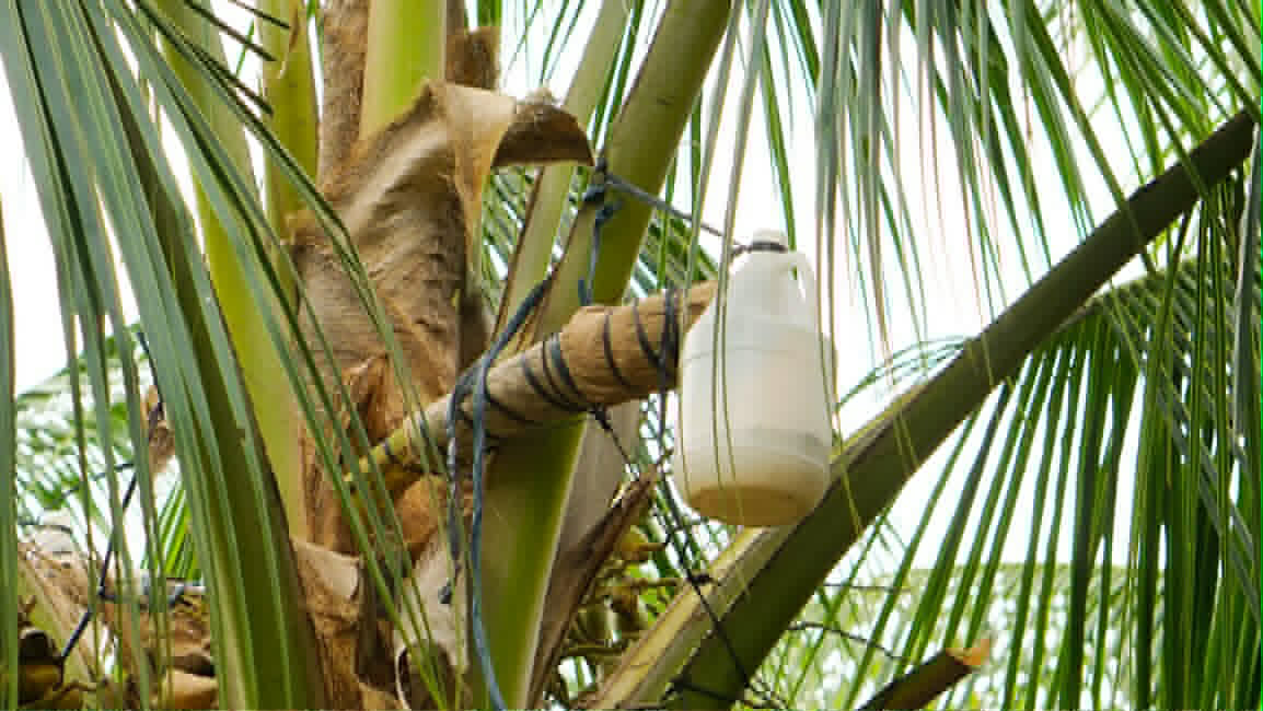 T2G coconut tappers article